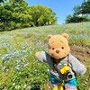 this_shelly